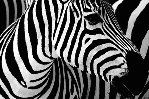 contrast-zebra