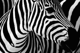 contrast-zebra